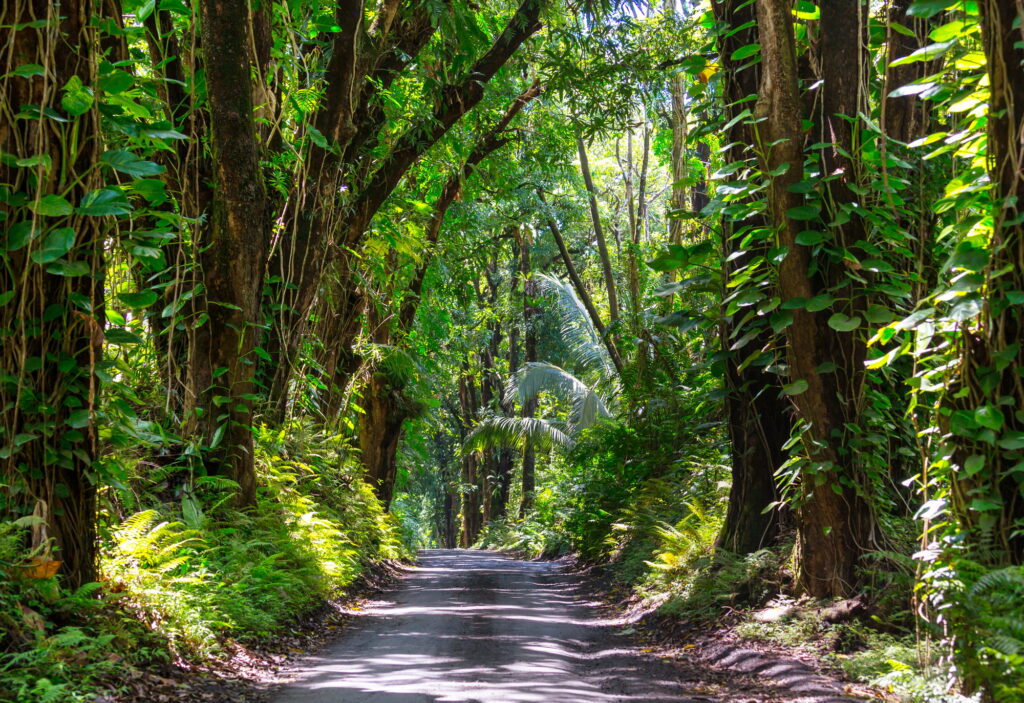 Road in jungle